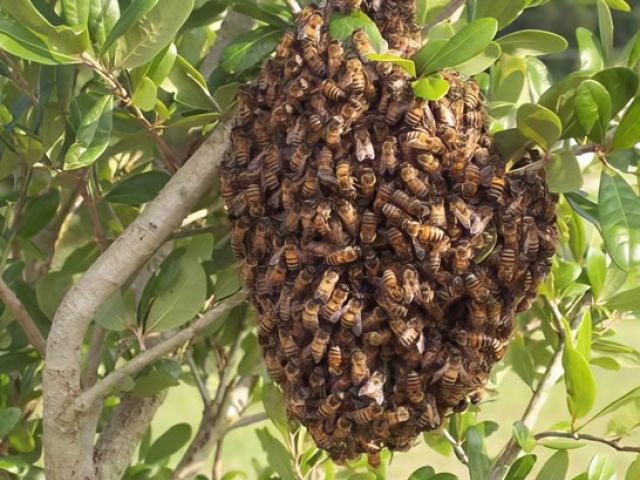 adur-pest-control (8)-kireth-ai
